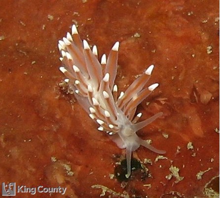 Photo of Corruptobranchus sanjuanensis